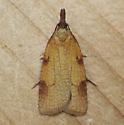 moth 5