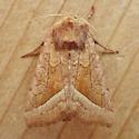 moth 15