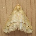 moth 23