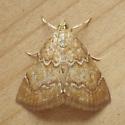 moth 4